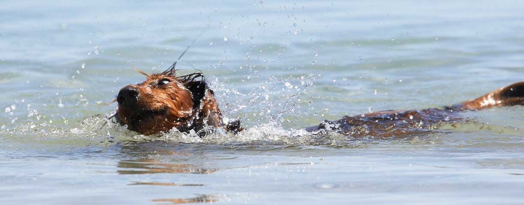 Look, I'm only pretending
Keywords: Adelaide Australia Bonnie Daschund Daschunds Dog Dogs Sea South Swimming