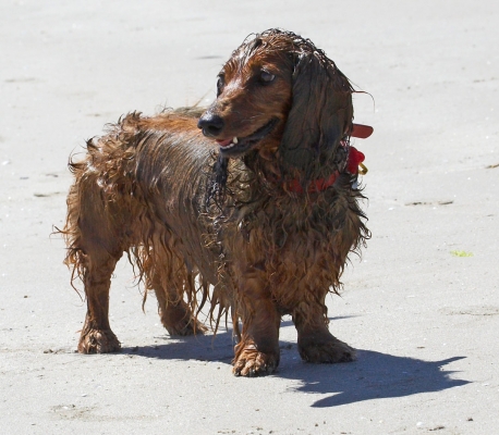 I'm so proud of myself
Keywords: Adelaide Australia Beach Bonnie Daschund Daschunds Dog Dogs Sand South