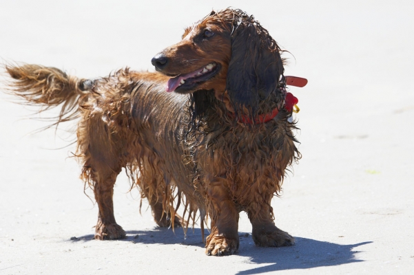 Didn't I do well
Ključne besede: Adelaide Australia Beach Bonnie Daschund Daschunds Dog Dogs Sand Smile Smiling South Tongue