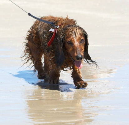 I only look pooped ...........
Ključne besede: Adelaide Australia Beach Bonnie Daschund Daschunds Dog Dogs Sea South Tongue