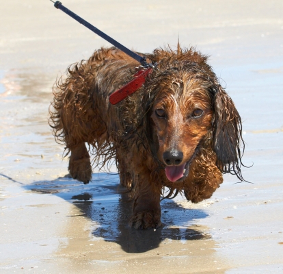 ......... see I've got my second wind
Anahtar kelimeler: Adelaide Australia Beach Bonnie Daschund Daschunds Dog Dogs Sand Sea South Tongue