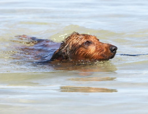 Gotta keep my concentration ........
Schlüsselwörter: Adelaide Australia Bonnie Daschund Daschunds Dog Dogs Sea South Swimming