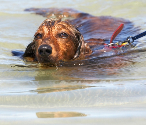 ......... cos I've only got little legs
Trefwoorden: Adelaide Australia Bonnie Daschund Daschunds Dog Dogs Sea South Swimming
