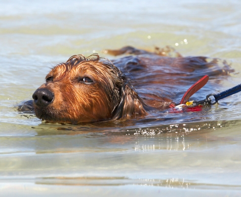 Yeah, I know, I'm good at this ..........
Schlüsselwörter: Adelaide Australia Bonnie Daschund Daschunds Dog Dogs Sea South Swimming