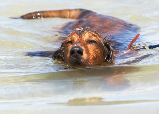 .......... see, I can do it with my eyes closed
Klíčová slova: Adelaide Australia Bonnie Daschund Daschunds Dog Dogs South Swimming