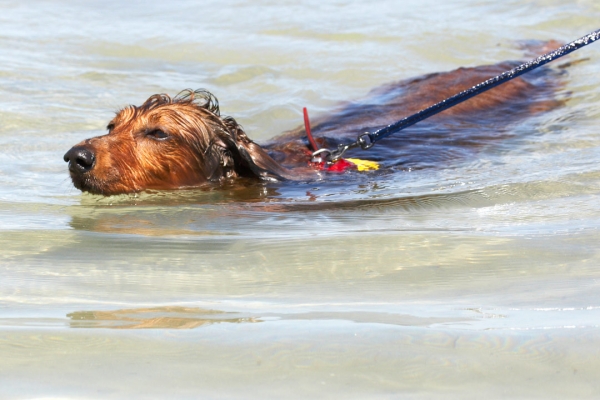 This is how I earn my ice cream
Keywords: Adelaide Australia Bonnie Daschund Daschunds Dog Dogs Sea South Swimming