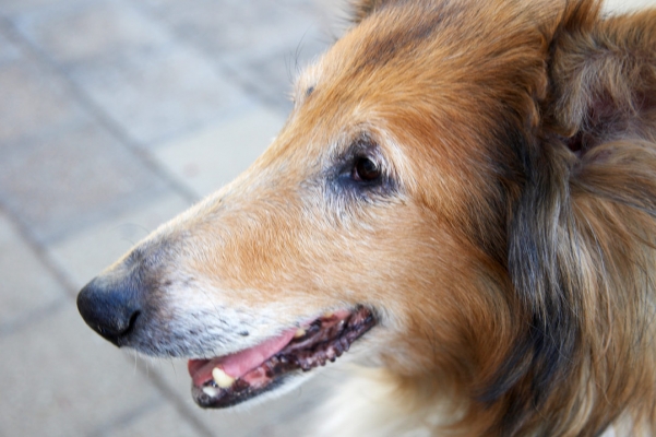 I can wait ...........
الكلمات الإستدلالية(لتسهيل البحث): Adelaide Australia Collie Collies Dog Dogs Ruby South