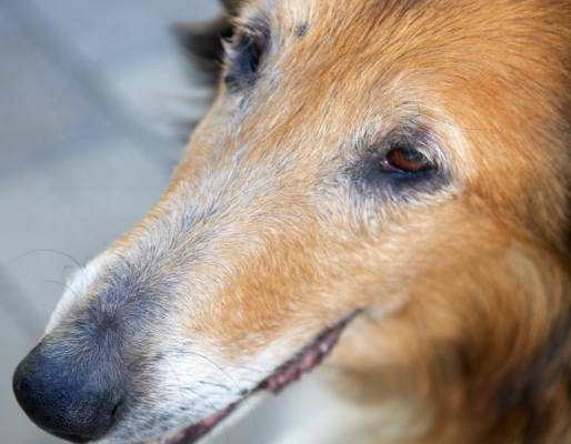 ........... patiently
Keywords: Adelaide Australia Collie Collies Dog Dogs Ruby South