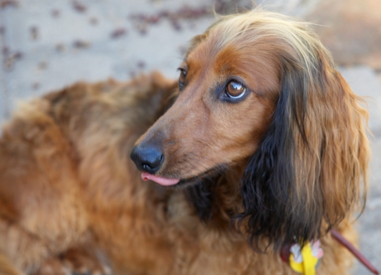 Is it dinner time yet? .........
Λέξεις-κλειδιά: Adelaide Australia Bonnie Daschund Daschunds Dog Dogs South Tongue