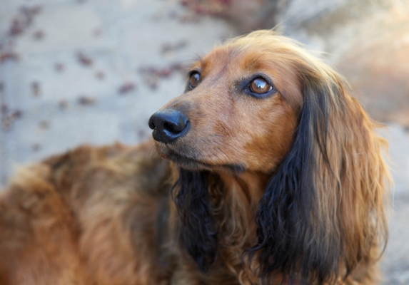 ....... please
Λέξεις-κλειδιά: Adelaide Australia Bonnie Daschund Daschunds Dernancourt Dog Dogs South