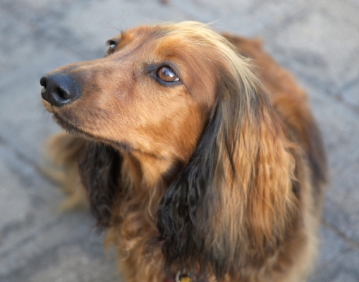 I've got a nose for food .........
Słowa kluczowe: Adelaide Australia Bonnie Daschund Daschunds Dernancourt Dog Dogs South