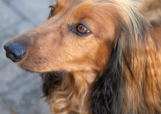 ......... you can't fool me
Mots-clés: Adelaide Australia Bonnie Daschund Daschunds Dernancourt Dog Dogs South