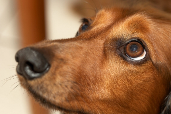 Don't these eyes melt your heart?
Schlüsselwörter: Adelaide Animal Animals Australia Bonnie Canine Canines Daschund Daschunds Dernancourt Dog Dogs Home Land Mammal Land Mammals South Terrestrial Mammal Terrestrial Mammals