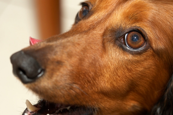 C',mon, give ........
Schlüsselwörter: Adelaide Animal Animals Australia Bonnie Canine Canines Daschund Daschunds Dernancourt Dog Dogs Home Land Mammal Land Mammals South Terrestrial Mammal Terrestrial Mammals