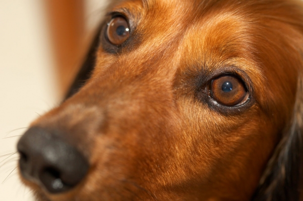 I can look really soulful ..........
Anahtar kelimeler: Adelaide Animal Animals Australia Bonnie Canine Canines Daschund Daschunds Dernancourt Dog Dogs Home Land Mammal Land Mammals South Terrestrial Mammal Terrestrial Mammals