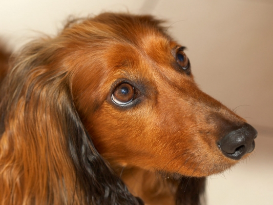 ........... really, really soulful
Keywords: Adelaide Animal Animals Australia Bonnie Canine Canines Daschund Daschunds Dernancourt Dog Dogs Home Land Mammal Land Mammals South Terrestrial Mammal Terrestrial Mammals