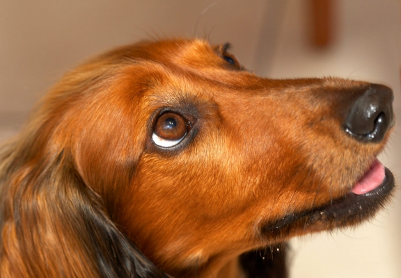 OK, I'm really begging now
Ключові слова: Adelaide Animal Animals Australia Bonnie Canine Canines Daschund Daschunds Dernancourt Dog Dogs Home Land Mammal Land Mammals South Terrestrial Mammal Terrestrial Mammals