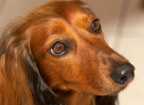 What DO I have to do to get that cookie? .........
Ключові слова: Adelaide Animal Animals Australia Bonnie Canine Canines Daschund Daschunds Dernancourt Dog Dogs Home Land Mammal Land Mammals South Terrestrial Mammal Terrestrial Mammals