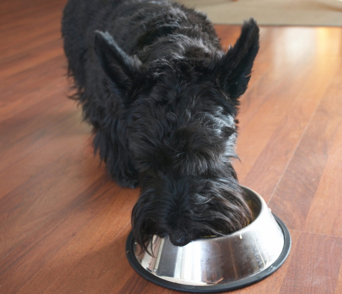 This is pretty good
Schlüsselwörter: Canines Eating Home Kilmore Land Mammal Land Mammals Murray Scottie Scottish Terrier Scrambled egg Terrestrial Mammal Terrestrial Mammals Animal Animals Breakfast Canine Terriers Dog Dog bowl Dogs Eat