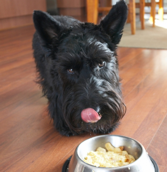 Hey, a cooked breakfast - you can come again
Keywords: Canines Home Kilmore Land Mammal Land Mammals Murray Scottie Scottish Terrier Scrambled egg Terrestrial Mammal Terrestrial Mammals Terriers Animal Animals Breakfast Canine Tongue Dog Dog bowl Dogs Eat Eating