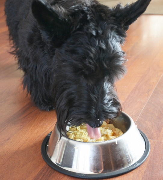 I AM enjoying this
Ключові слова: Canines Home Kilmore Land Mammal Land Mammals Murray Scottie Scottish Terrier Scrambled egg Terrestrial Mammal Terrestrial Mammals Terriers Animal Animals Breakfast Canine Tongue Dog Dog bowl Dogs Eat Eating