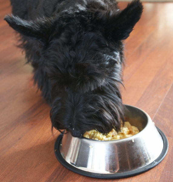I'm busy
Palabras Clave: Canines Eating Home Kilmore Land Mammal Land Mammals Murray Scottie Scottish Terrier Scrambled egg Terrestrial Mammal Terrestrial Mammals Animal Animals Breakfast Canine Terriers Dog Dog bowl Dogs Eat