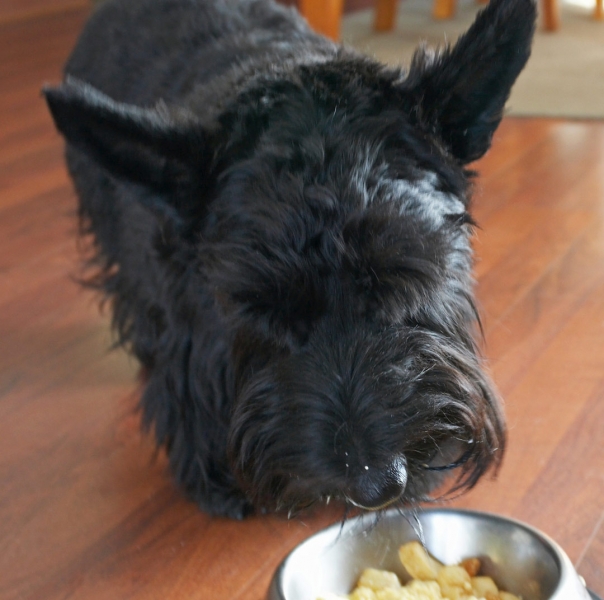 I'm gonna take my time
Schlüsselwörter: Canines Eating Home Kilmore Land Mammal Land Mammals Murray Scottie Scottish Terrier Scrambled egg Terrestrial Mammal Terrestrial Mammals Animal Animals Breakfast Canine Terriers Dog Dog bowl Dogs Eat