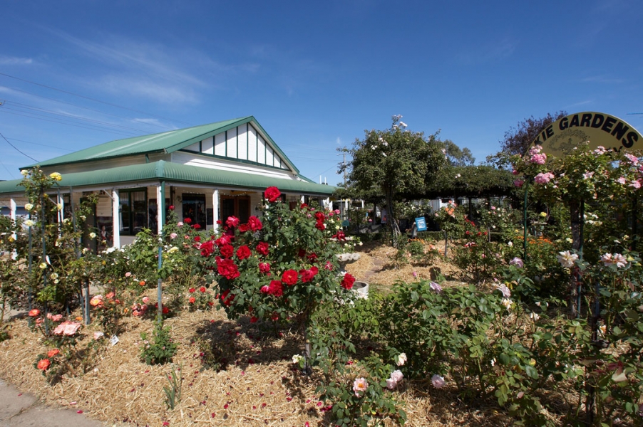 Idyllic ..........
Keywords: Australia Blue Cafe Flora Flower Flowers Garden Kilmore Melbourne Nursery Rose Roses Skies Sky Tearoom Victoria