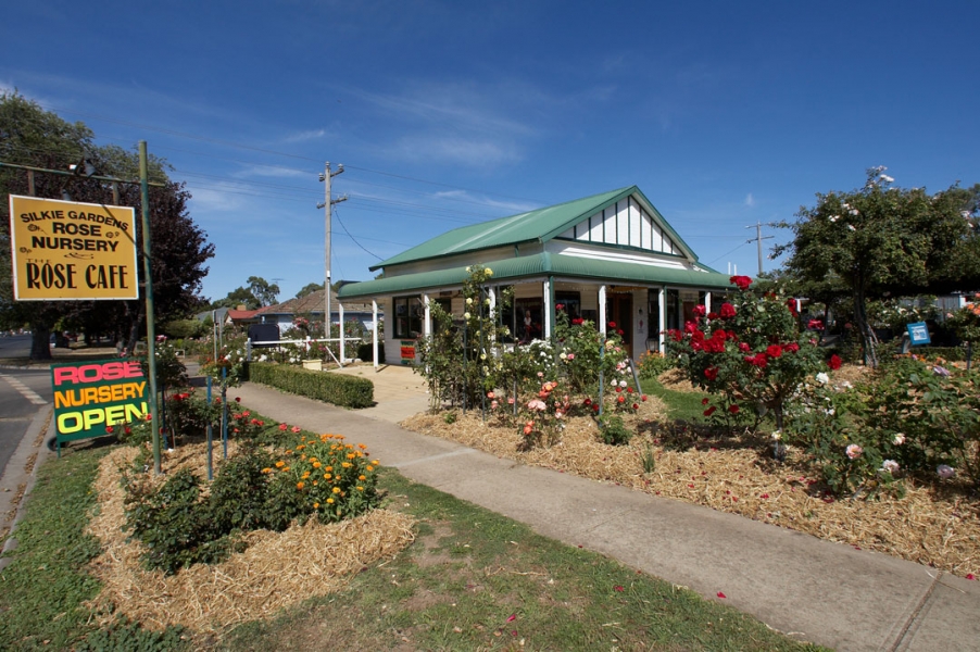 ....... think we will .........
Słowa kluczowe: Australia Blue Cafe Garden Kilmore Melbourne Nursery Rose Roses Skies Sky Tearoom Victoria