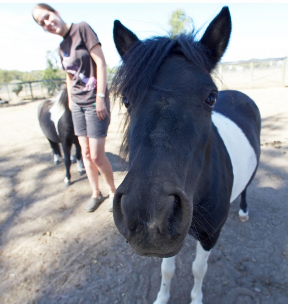 I'm just being nosy
Keywords: Australia Chase Horses Kevin Melbourne Minature horse Nuala Victoria