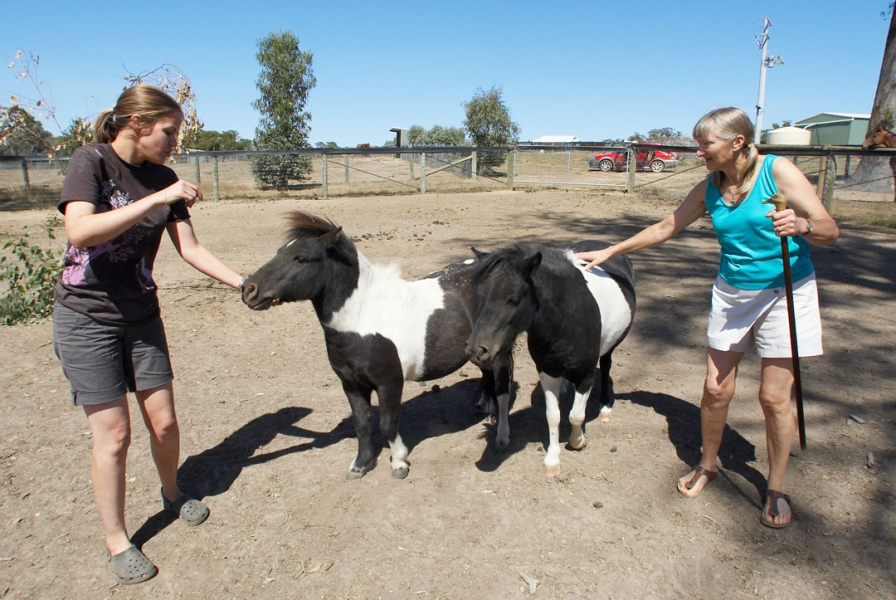 C'mon now, be good and look at the camera
Palabras clave: Australia Cathy Chase Craig Horses Kevin Melbourne Miniature horse Nuala Victoria