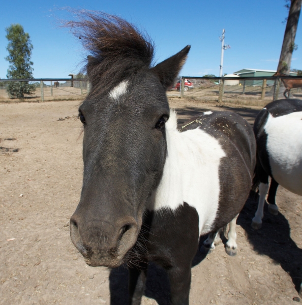 Got any nuts?
Anahtar kelimeler: Australia Horses Kevin Melbourne Miniature horse Nuala Victoria