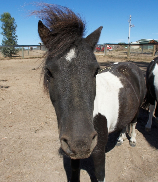 Like my punk hairdo?
Keywords: Australia Horses Kevin Melbourne Miniature horse Nuala Victoria