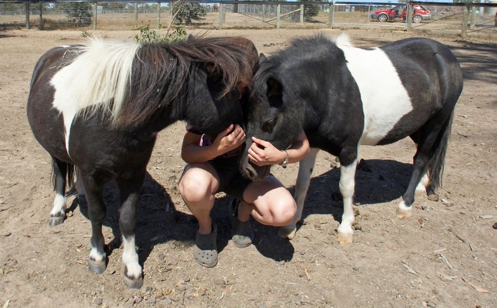 Let me tell you a story
Schlüsselwörter: Australia Chase Horses Kevin Melbourne Miniature horse Nuala Victoria