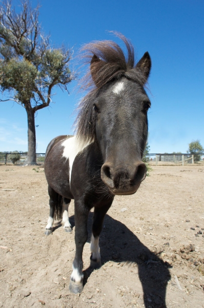I think ..........
Schlüsselwörter: Australia Blue Horses Kevin Melbourne Miniature horse Nuala Skies Sky Victoria