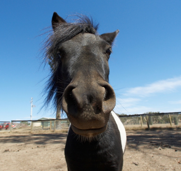 Hey, we don't see many strangers around here
Schlüsselwörter: Australia Blue Horses Kevin Melbourne Miniature horse Nuala Skies Sky Victoria