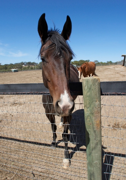 Howdy
Anahtar kelimeler: Australia Blue Horse Horses Melbourne Paddock Race horse Ranch Skies Sky Victoria