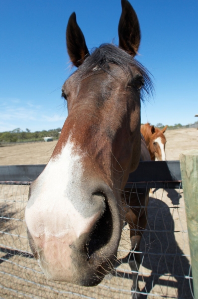 Pleased to meet you
Klíčová slova: Australia Blue Horses Melbourne Paddock Race horse Ranch Skies Sky Victoria