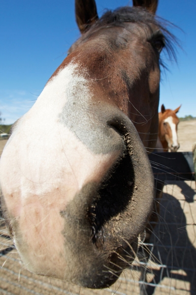 Let's get a closer look
Schlüsselwörter: Australia Blue Horses Melbourne Paddock Race horse Ranch Skies Sky Victoria