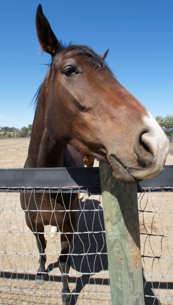 OK ..........
Ključne besede: Australia Blue Horses Melbourne Paddock Race horse Ranch Skies Sky Victoria