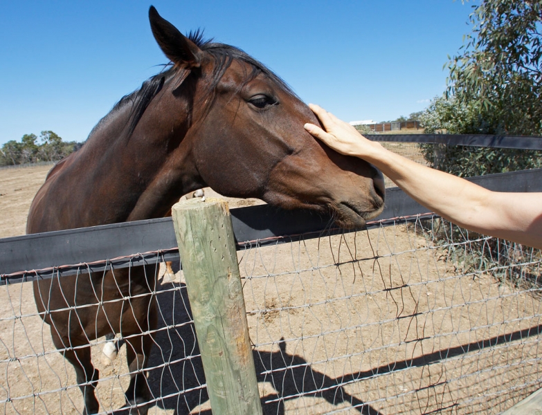 ..... you can stroke me
Keywords: Australia Blue Horses Melbourne Paddock Race horse Ranch Skies Sky Victoria
