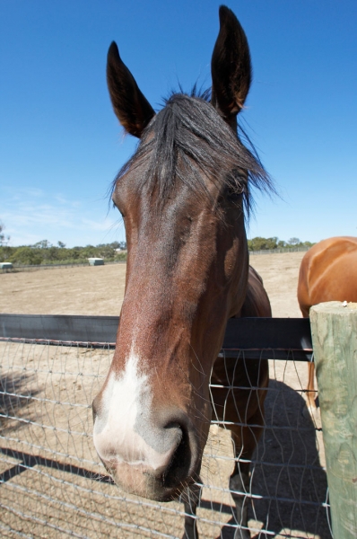 Is that it?
Keywords: Australia Blue Horses Melbourne Paddock Race horse Ranch Skies Sky Victoria