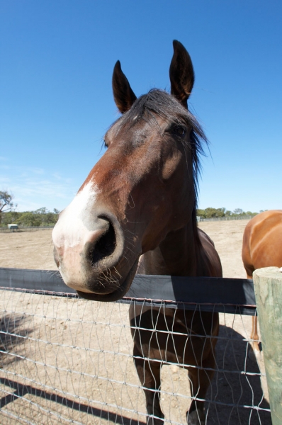 The grass is always greener ...........
Keywords: Australia Blue Horses Melbourne Paddock Race horse Ranch Skies Sky Victoria