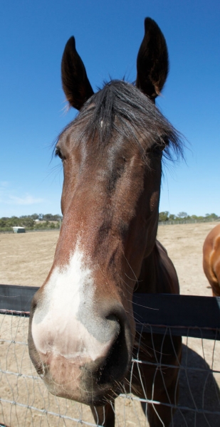 Waiting for action
Ključne besede: Australia Blue Horses Melbourne Paddock Race horse Ranch Skies Sky Victoria