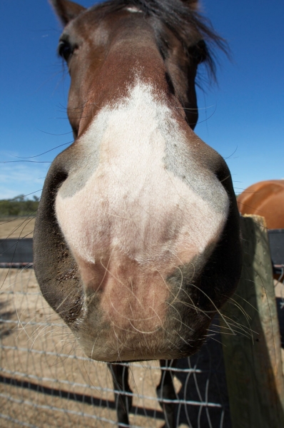 Have we met before? .......
Ключевые слова: Australia Blue Horses Melbourne Paddock Race horse Ranch Skies Sky Victoria