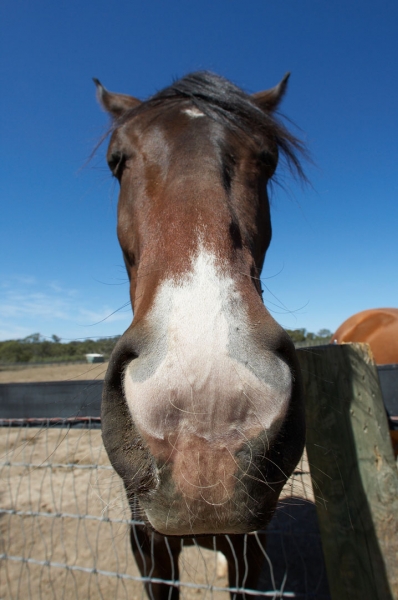 ........ you look familiar
Ключові слова: Australia Blue Horses Melbourne Paddock Race horse Ranch Skies Sky Victoria