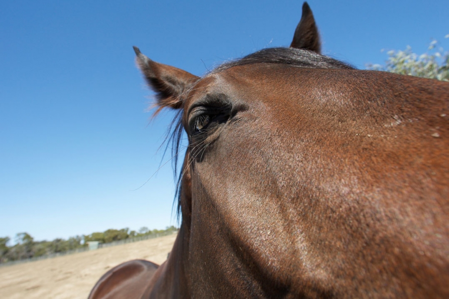 I'm watching you
Ключові слова: Australia Blue Horses Melbourne Paddock Race horse Ranch Skies Sky Victoria