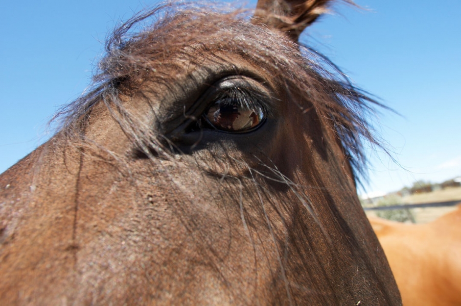 I'm keeping my beady eye on you
Anahtar kelimeler: Australia Blue Eye Horses Melbourne Race horse Skies Sky Victoria