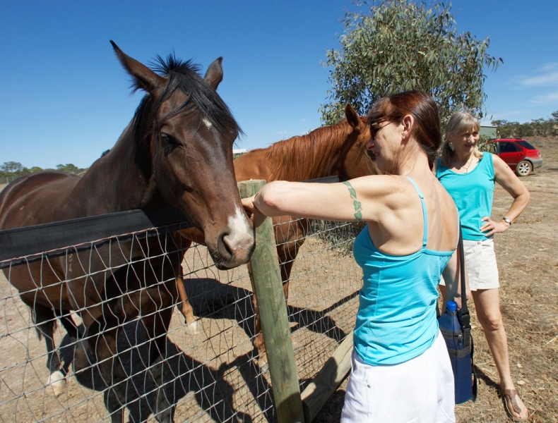 Where are the apples?!
Ključne besede: Australia Blue Cathy Horse Marjorie Melbourne Paddock Race horses Ranch Skies Sky Tattoo Victoria