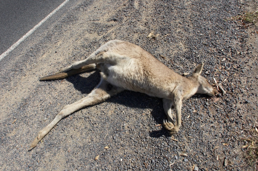 Whoops, hopped the wrong way
Keywords: Australia Dead Kangaroo Kilmore Melbourne Road kill Victoria